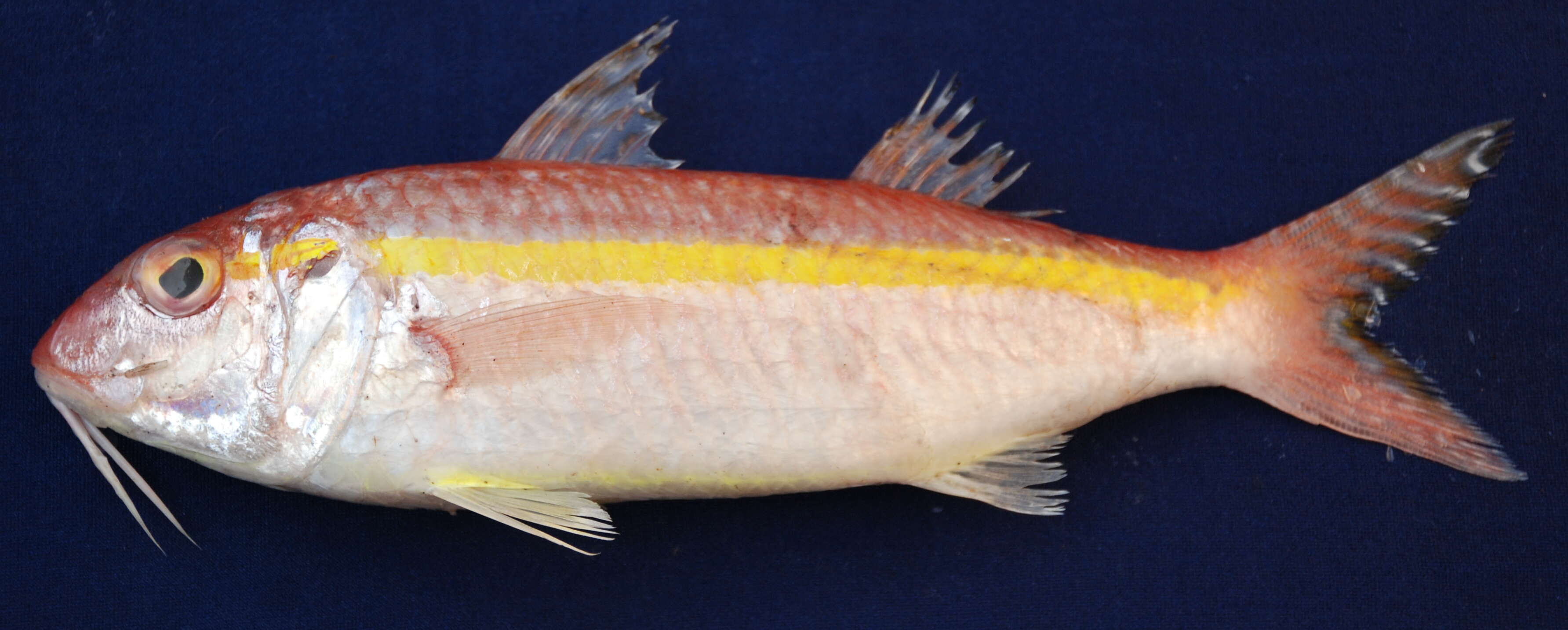 Image of Goldband goatfish