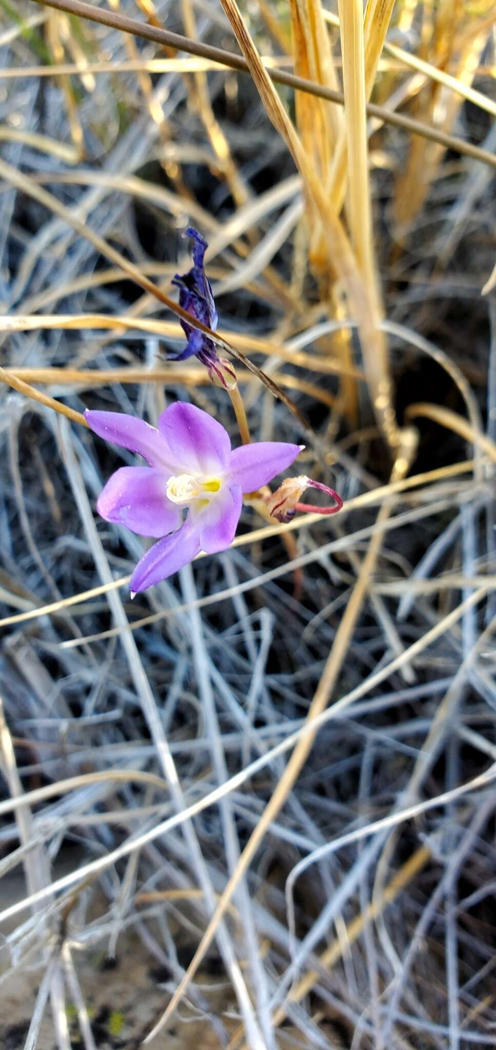 Слика од Brodiaea santarosae T. J. Chester, W. P. Armstr. & Madore