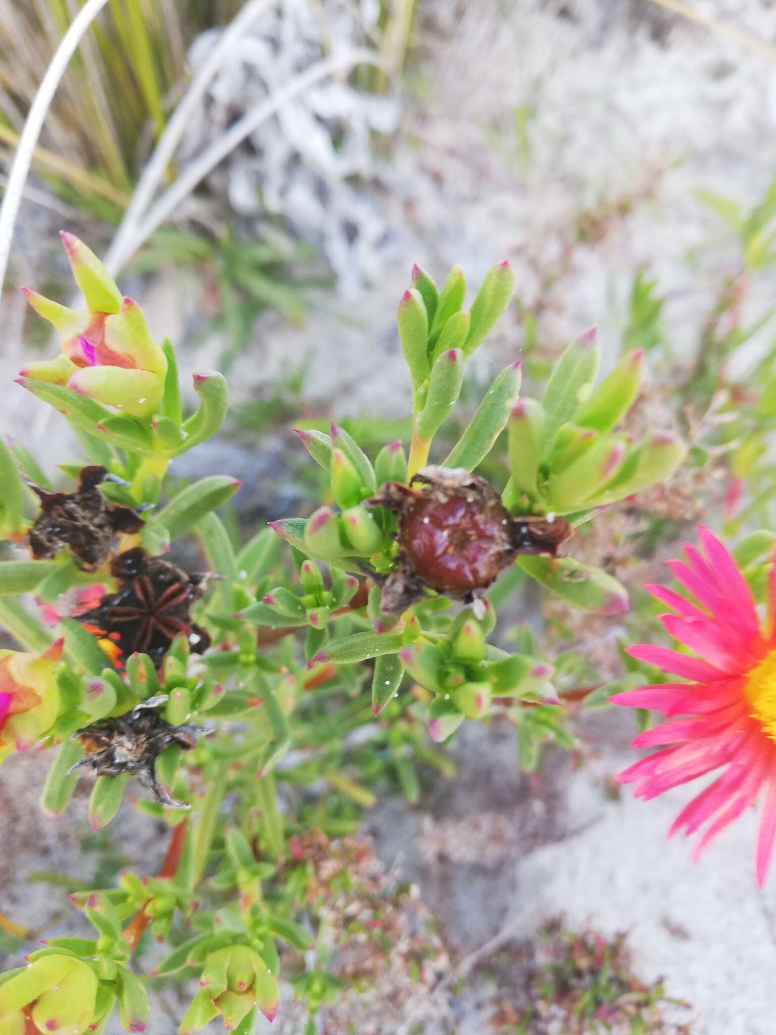 Image of Lampranthus fergusoniae (L. Bol.) L. Bol.