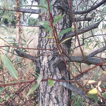 Image de Salix bonplandiana Kunth