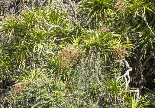 Image of Dracaena cochinchinensis (Lour.) S. C. Chen