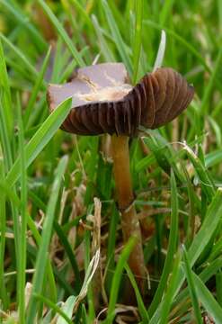 Image de Psilocybe stuntzii Guzmán & J. Ott 1977