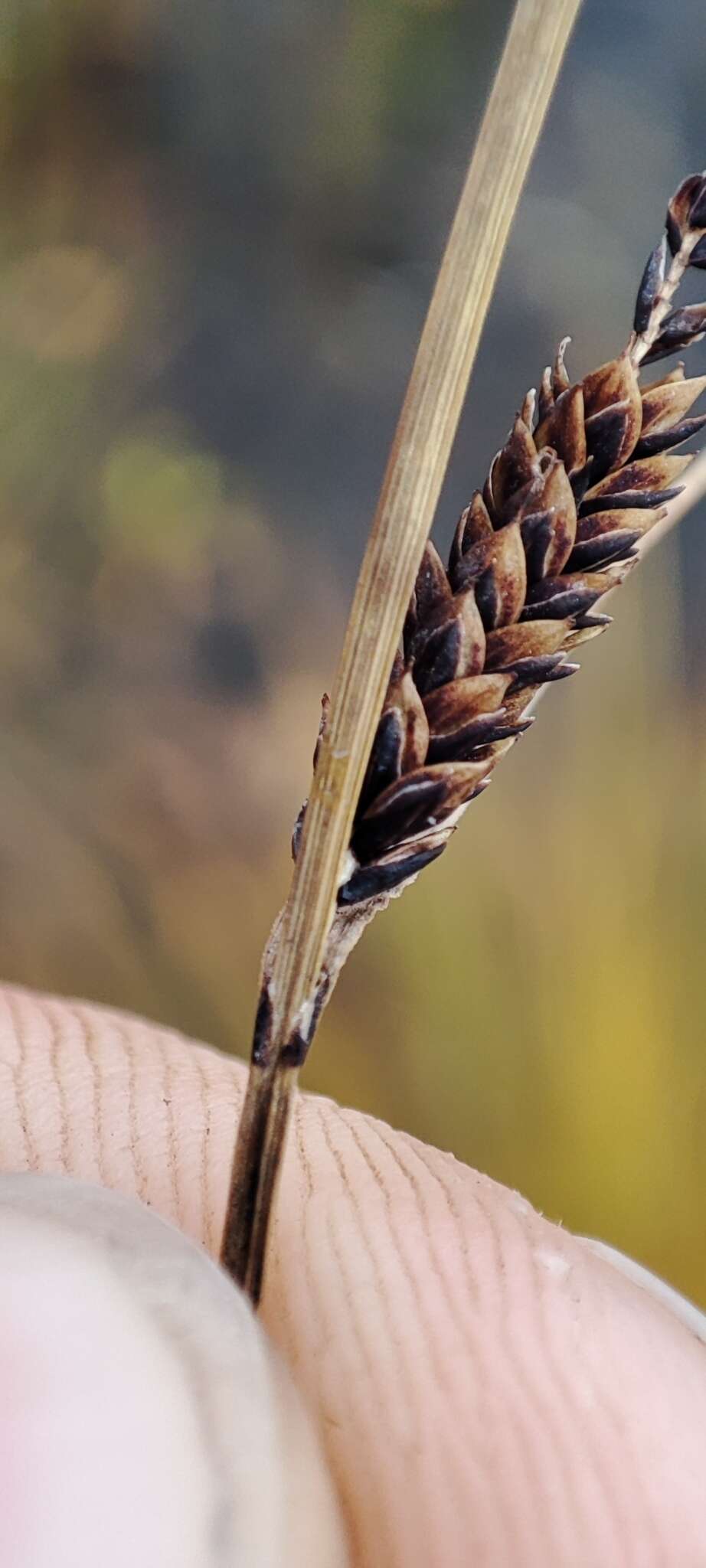 Image of Russet sedge