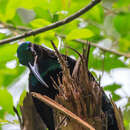 Image of Paradise Riflebird