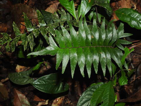 Image of Oblique Maidenhair