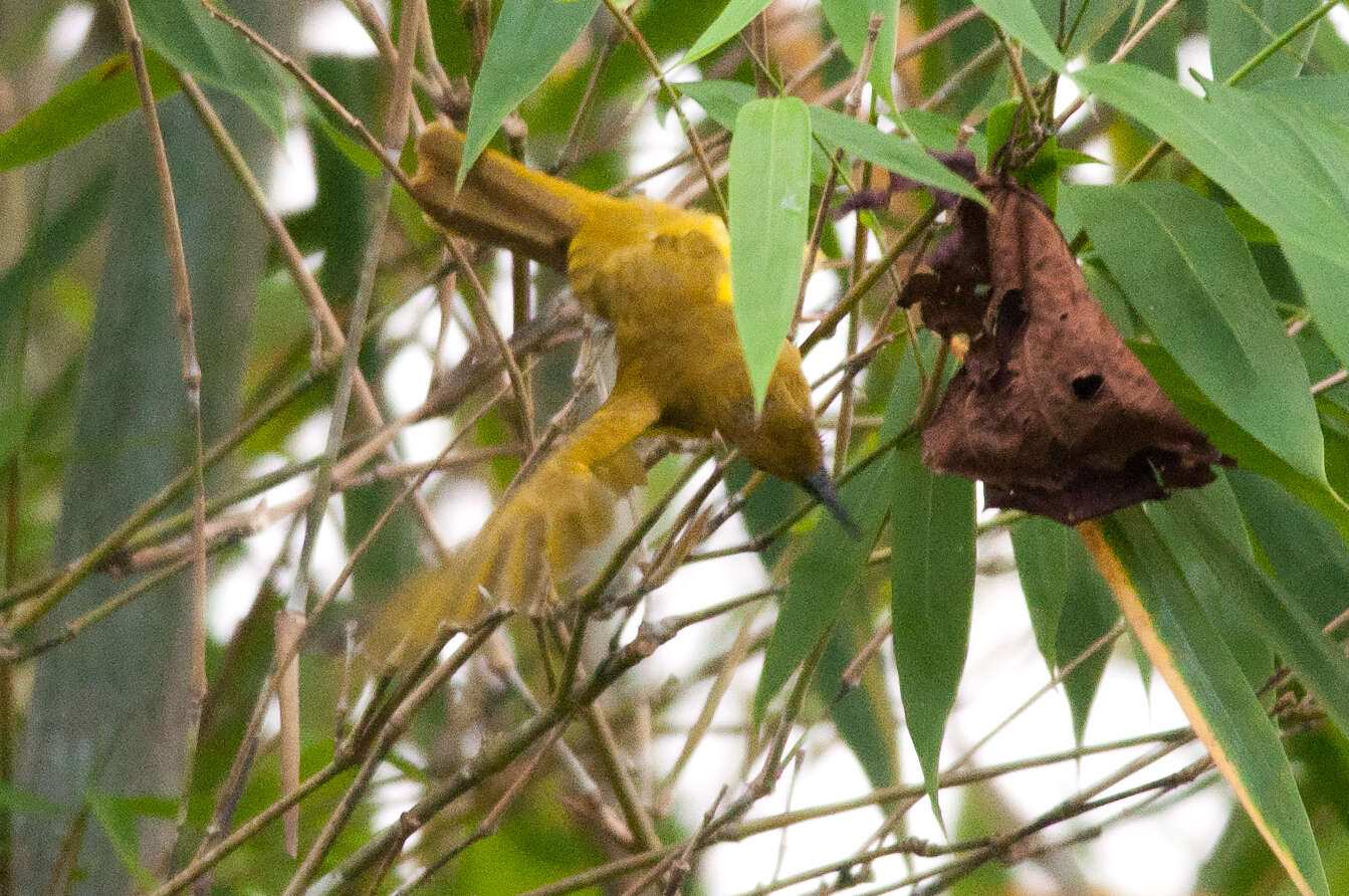 Image of Northern Golden Bulbul