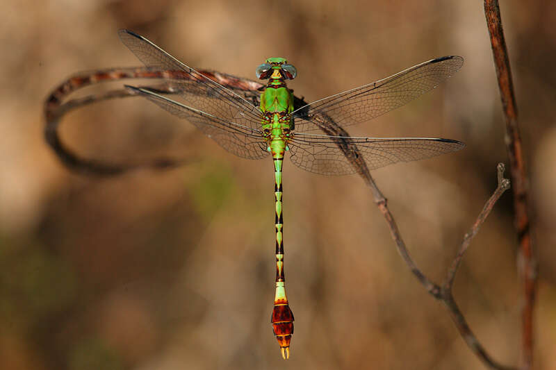 Image of Erpetogomphus elaps Selys 1858