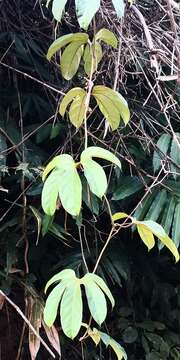 Image of Hodgsonia macrocarpa (Bl.) Cogn.