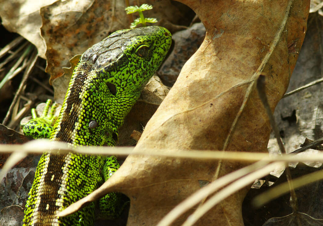 Image of Sand Lizard