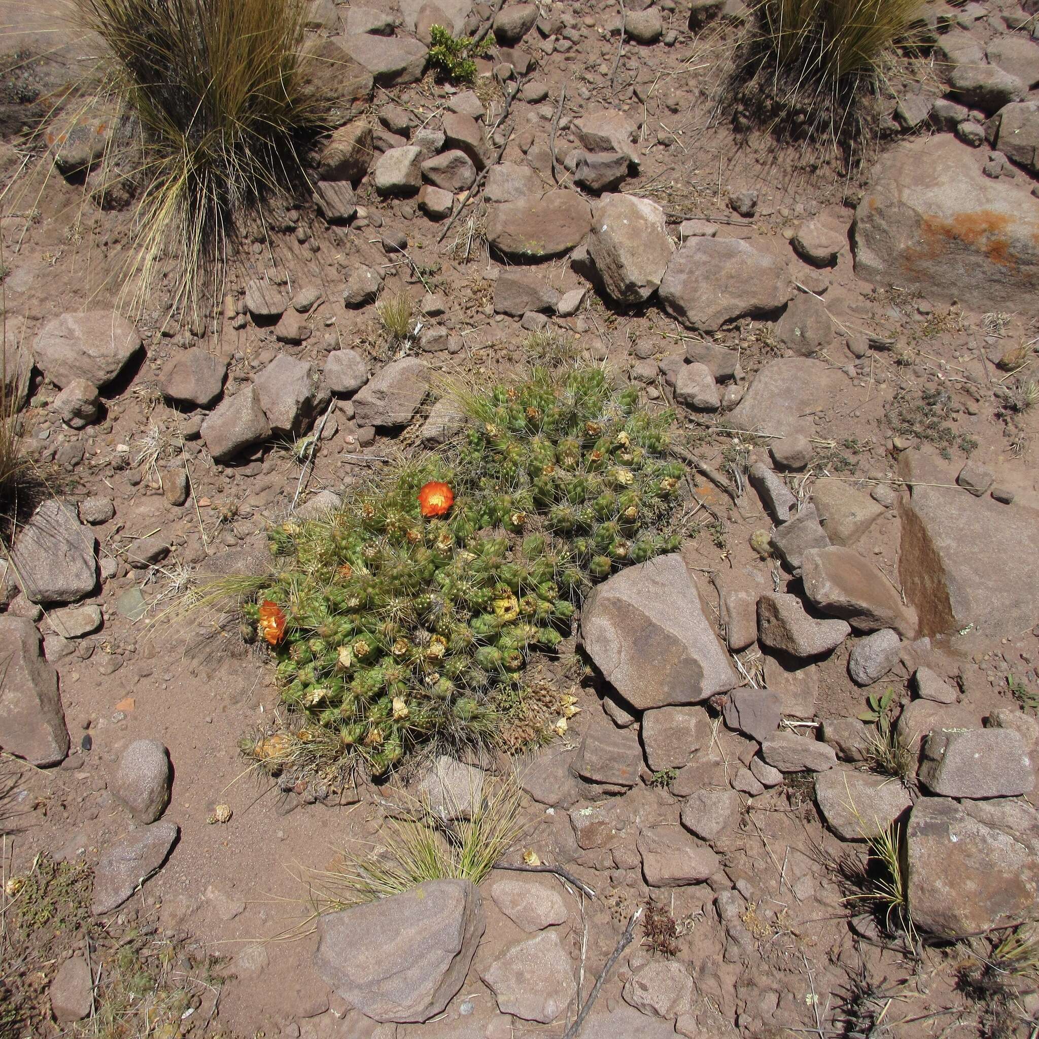 Cumulopuntia boliviana subsp. dactylifera (Vaupel) D. R. Hunt resmi