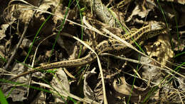 Image of Sand Lizard