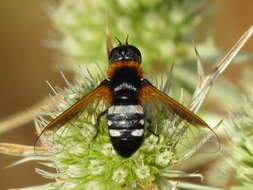 Image of Exoprosopa rutila (Pallas & Wiedemann 1818)