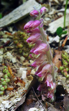 Image of common toothwort