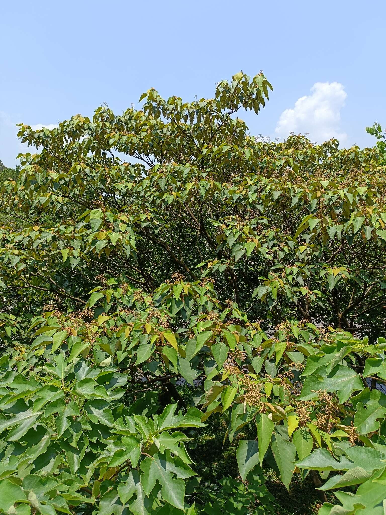 Image of Mallotus paniculatus var. paniculatus