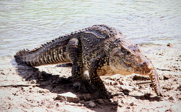 Image of Cuban Crocodile