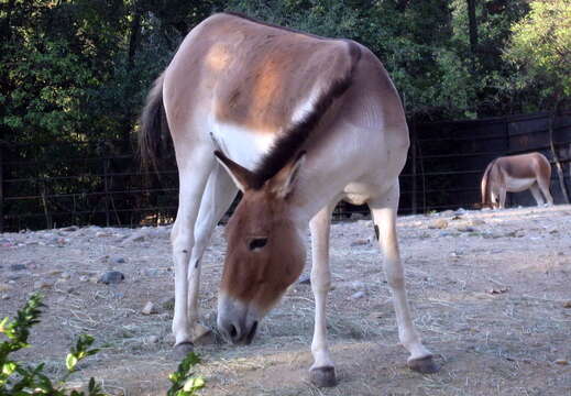 Image of Kiang