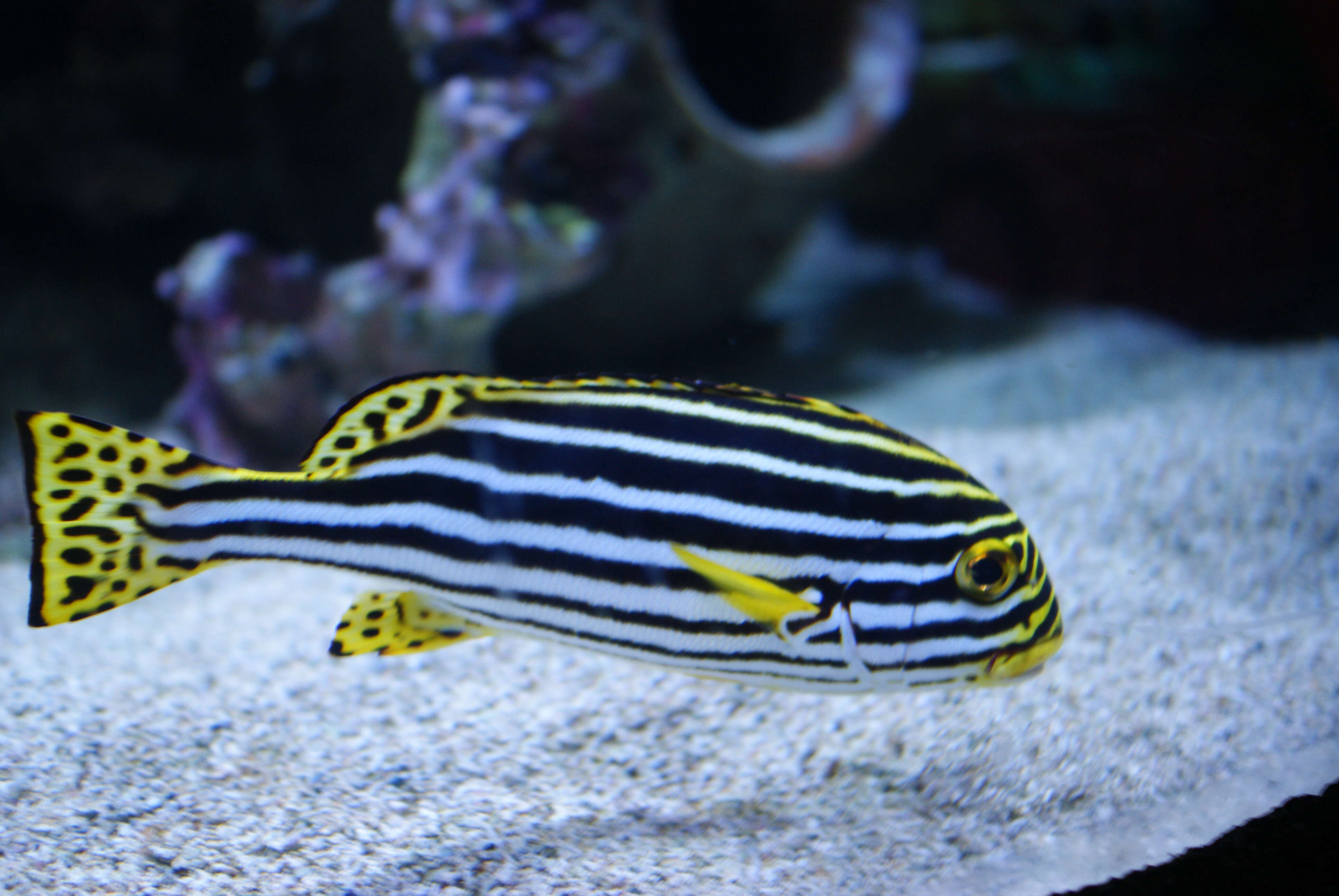 Image of Indian Ocean oriental sweetlips