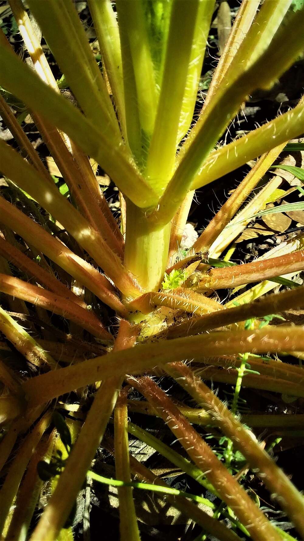 Image of Trachymene composita (Domin) B. L. Burtt