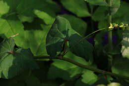 Image of Tartary buckwheat