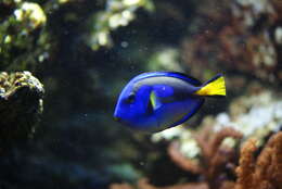 Image of Paracanthurus