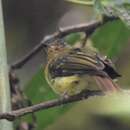 Image of Rufous-breasted Flycatcher