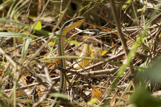 Plancia ëd Psammophis orientalis Broadley 1977