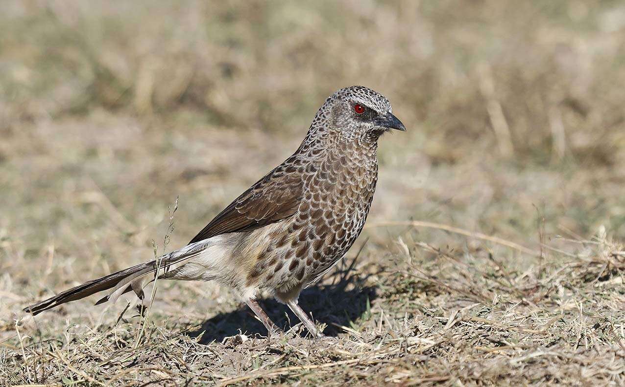 Image of Hartlaub's Babbler