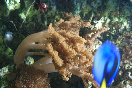 Image of Colour change coral