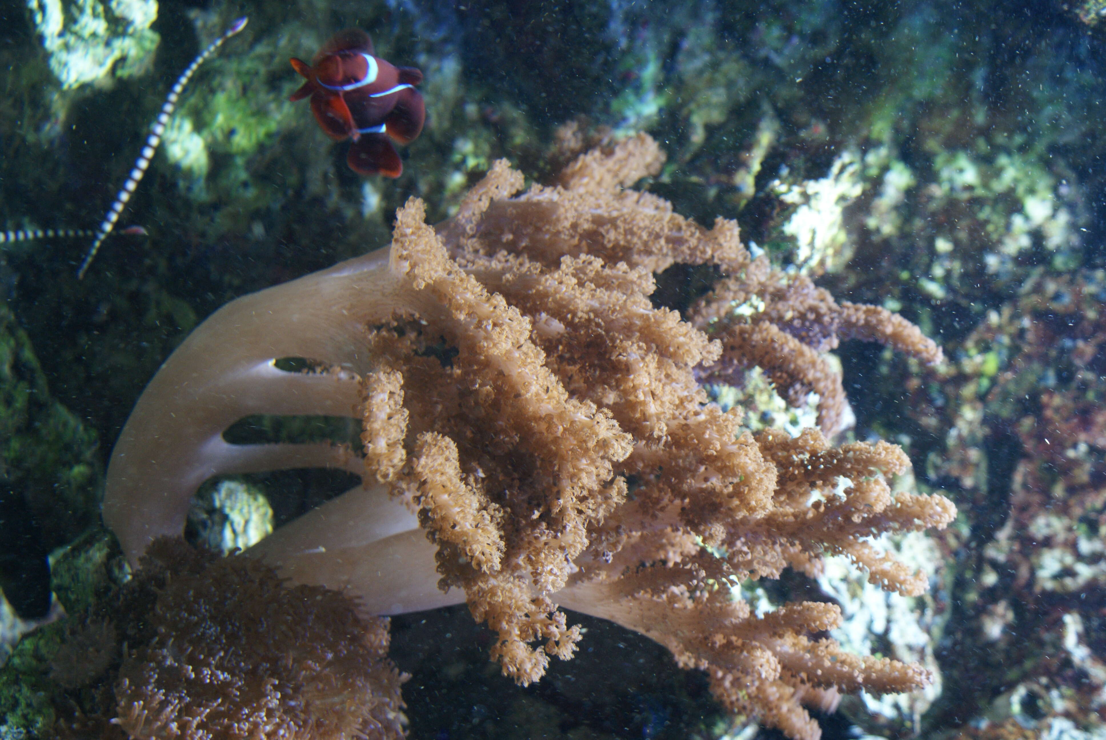Image of Colour change coral