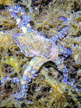 Image of Southern blue-ringed octopus