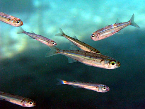 Image of Big-scale Sand Smelt