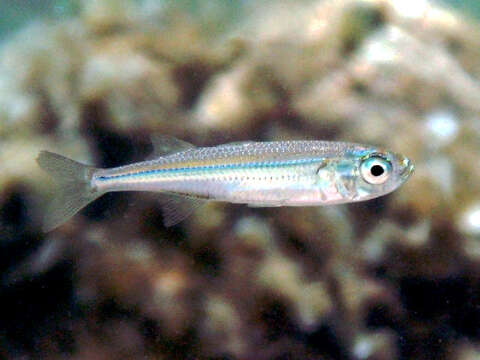 Image of Big-scale Sand Smelt