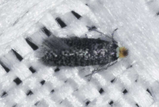 Image of Acalyptris lotella (Wagner 1987) Diškus et al. 2003