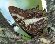 Charaxes brutus natalensis Staudinger 1886的圖片