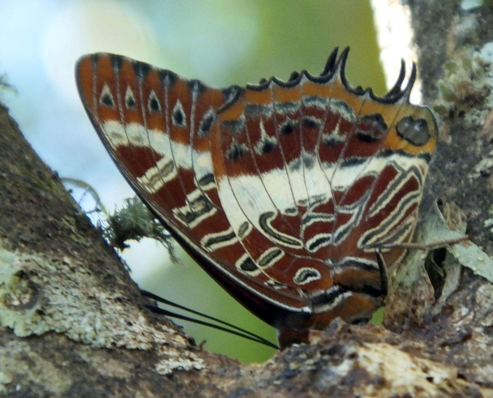 Imagem de Charaxes brutus natalensis Staudinger 1886