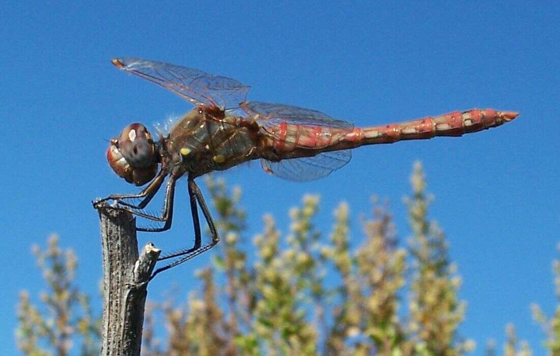 Image of Variegated Meadowhawk