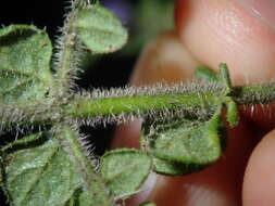 Image of Sparkling Mint-bush