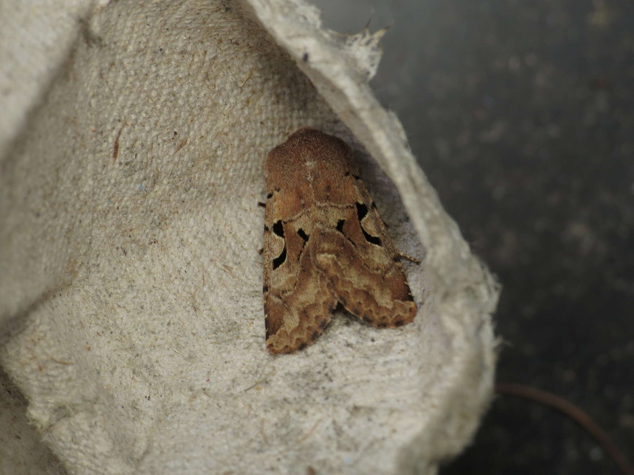 Orthosia gothica Linnaeus 1758 resmi