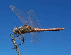 Image of Variegated Meadowhawk