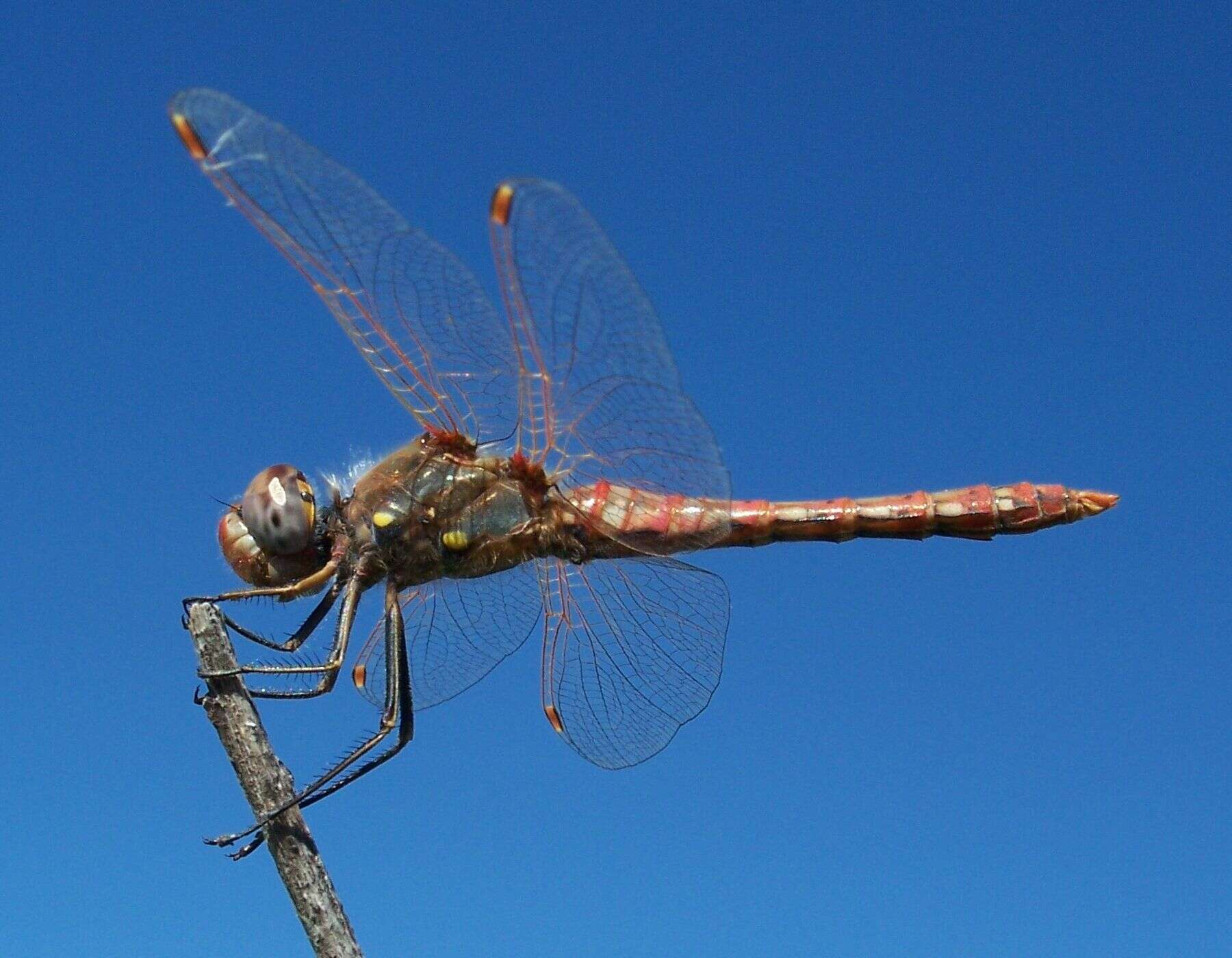 Image of Variegated Meadowhawk