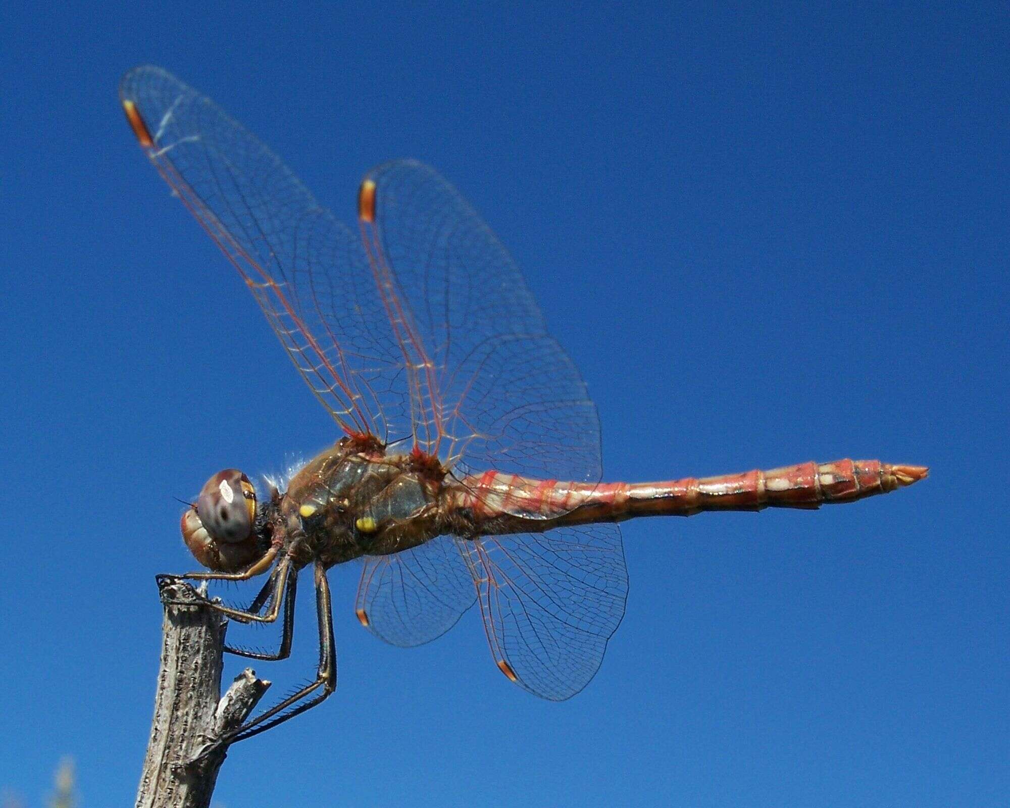 Image of Variegated Meadowhawk