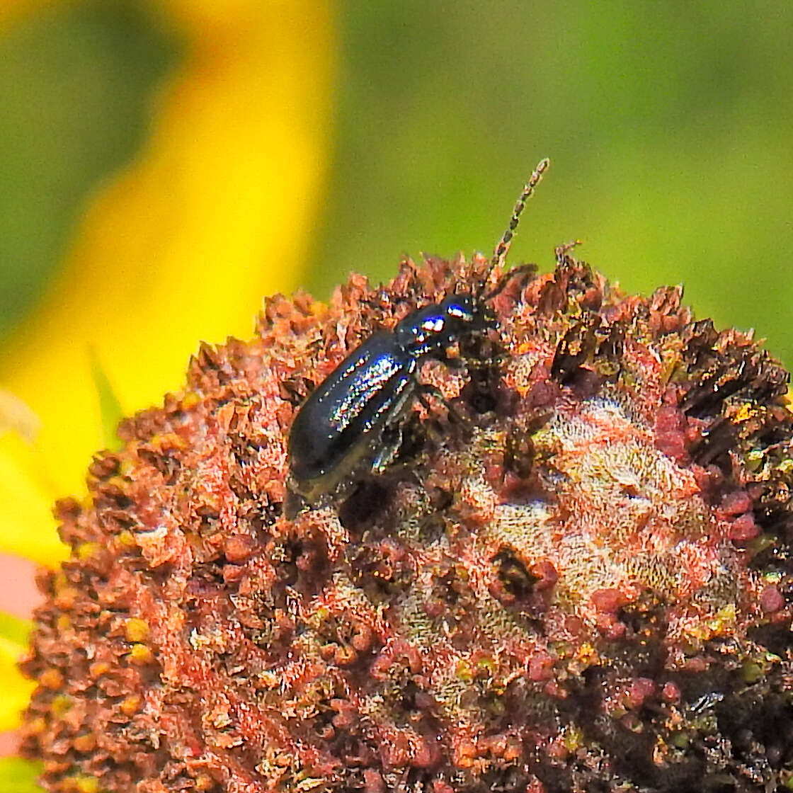 Diabrotica cristata (Harris 1836) resmi