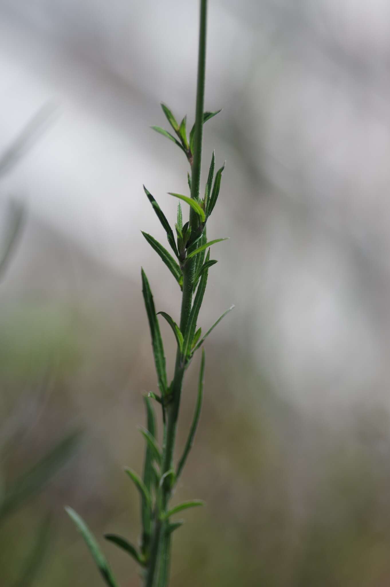 Sivun Oenothera simulans (Small) W. L. Wagner & Hoch kuva