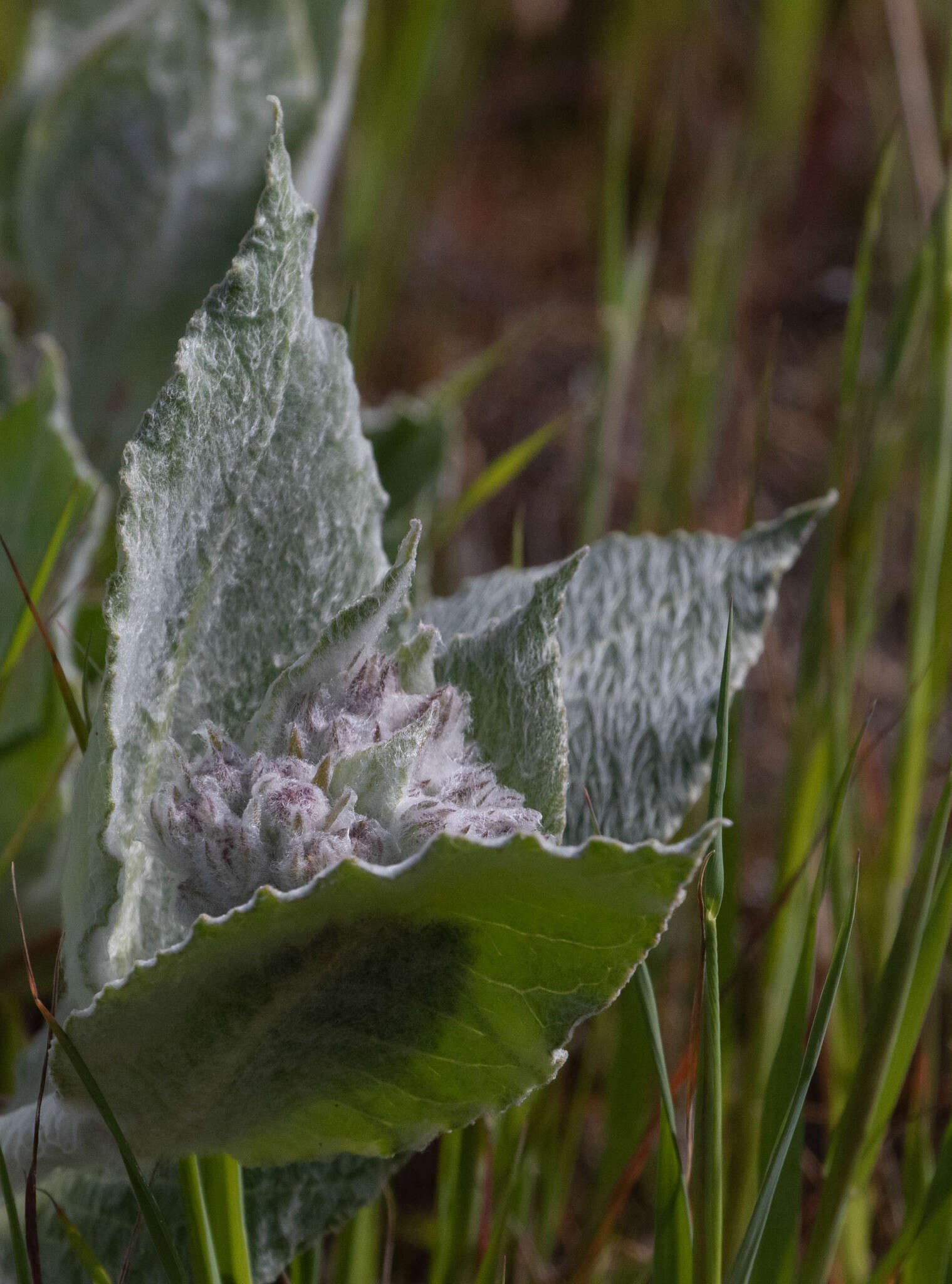 Imagem de Asclepias californica subsp. greenei Woods.