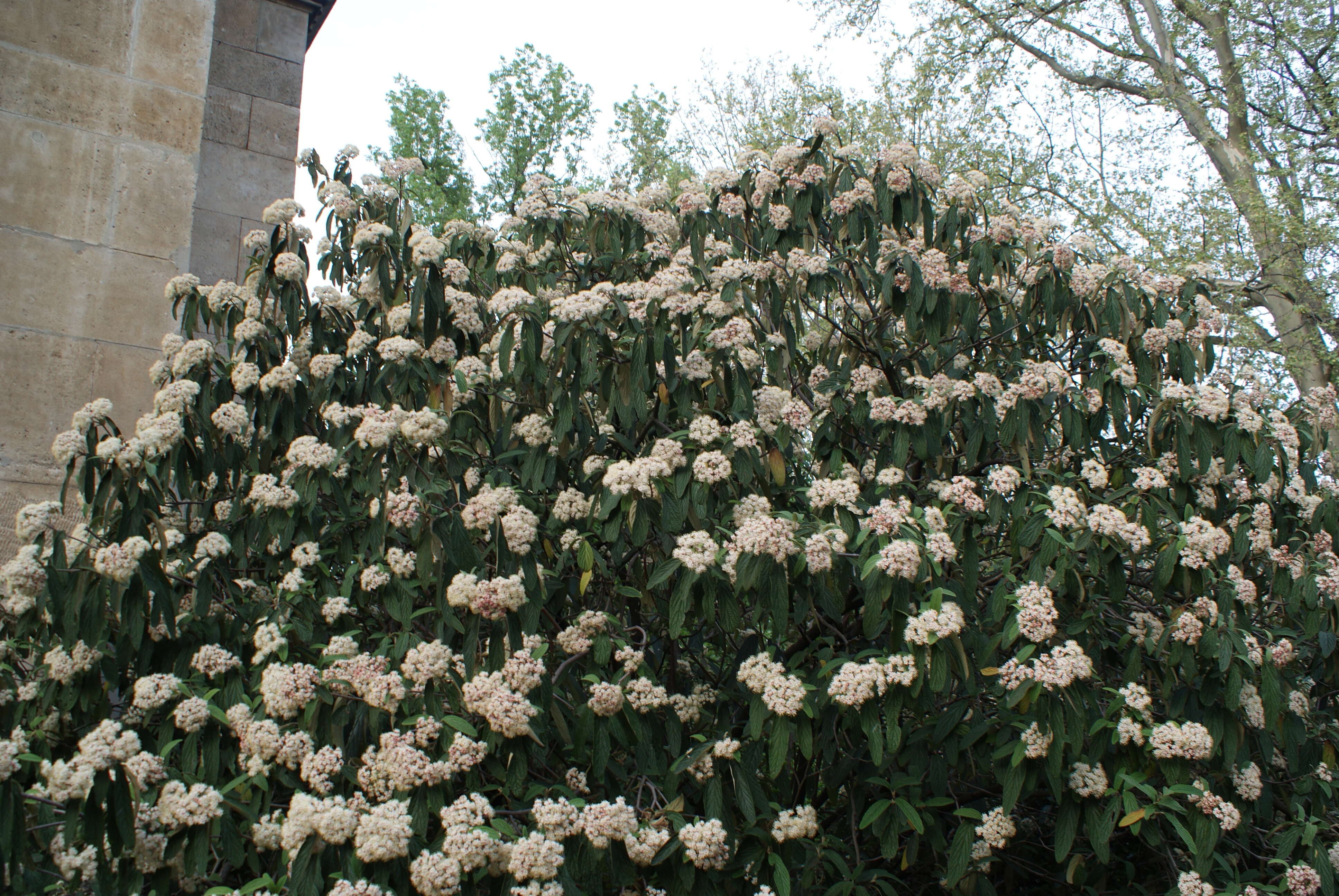 Plancia ëd Viburnum rhytidophyllum Hemsl. ex Forb. & Hemsl.