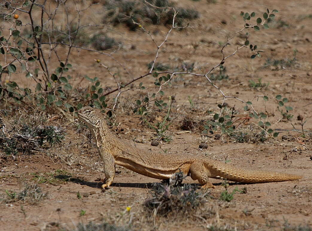 Image of Hardwick's spiny-tailed lizard