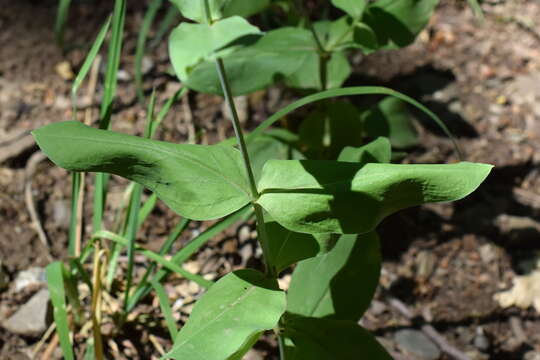 Image of Silene vulgaris subsp. bosniaca (G. Beck) Janchen ex Greuter, Burdet & Long