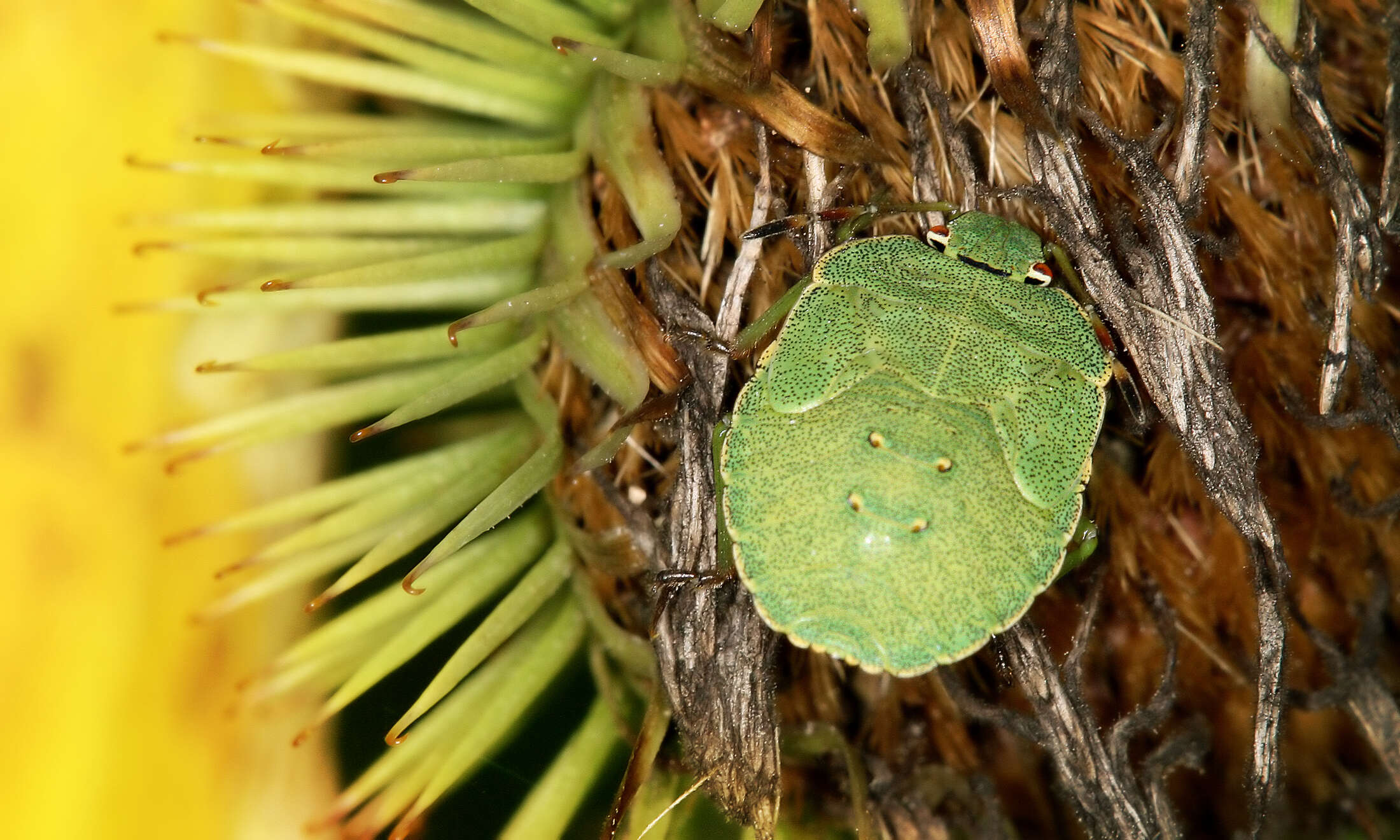 Image of Green shield bug