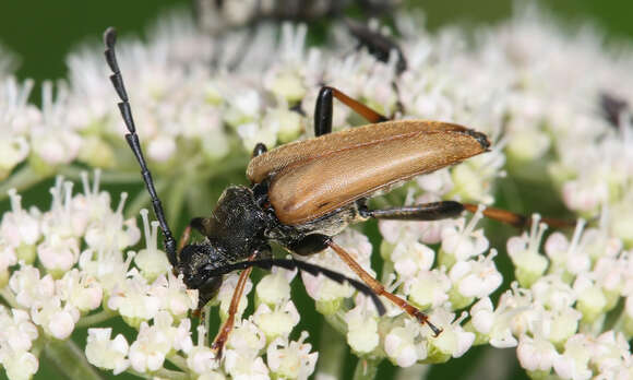 Image of Stictoleptura (Aredolpona) rubra (Linné 1758)