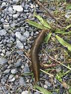 Image of Button's Banana Slug